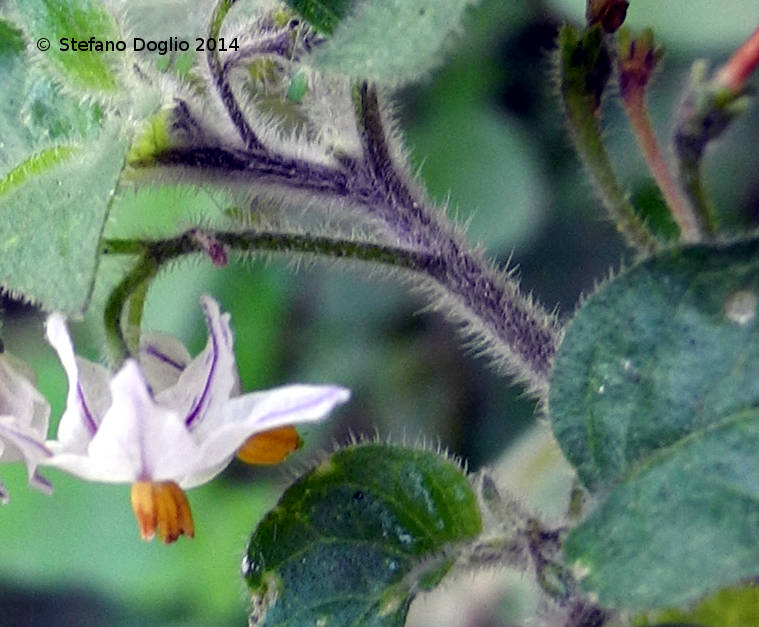 Solanum villosum vs. Solanum alatum